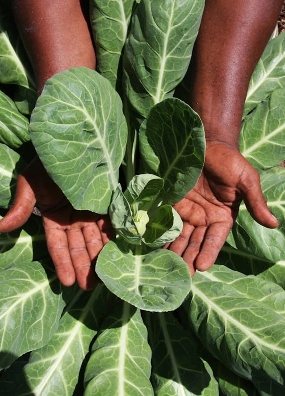 We grow fresh, organic produce using clean methods that protect nature, healthy food.