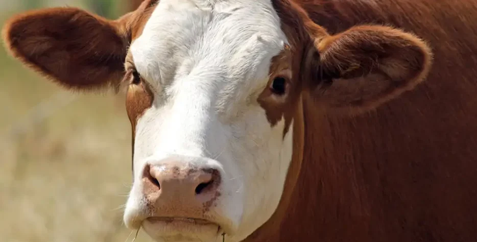 We grow fresh, organic produce using clean methods that protect nature, healthy food.